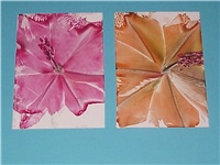 a7977938-dva hibiskusa.jpg